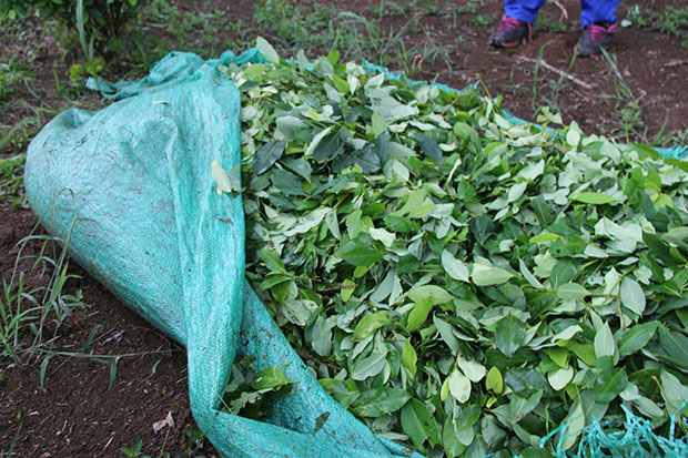 Cultivo de coca en Putumayo
