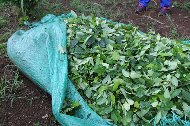 Cultivo de coca en Putumayo