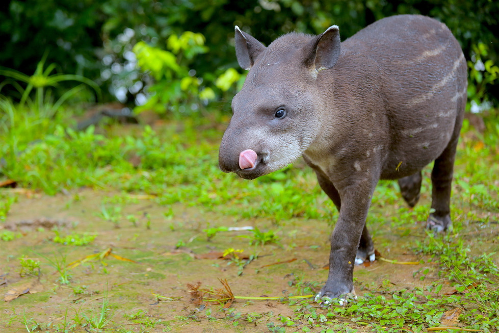 Danta, Tapir o Tapirus. Foto cortesía Eco Amem @ecoamem