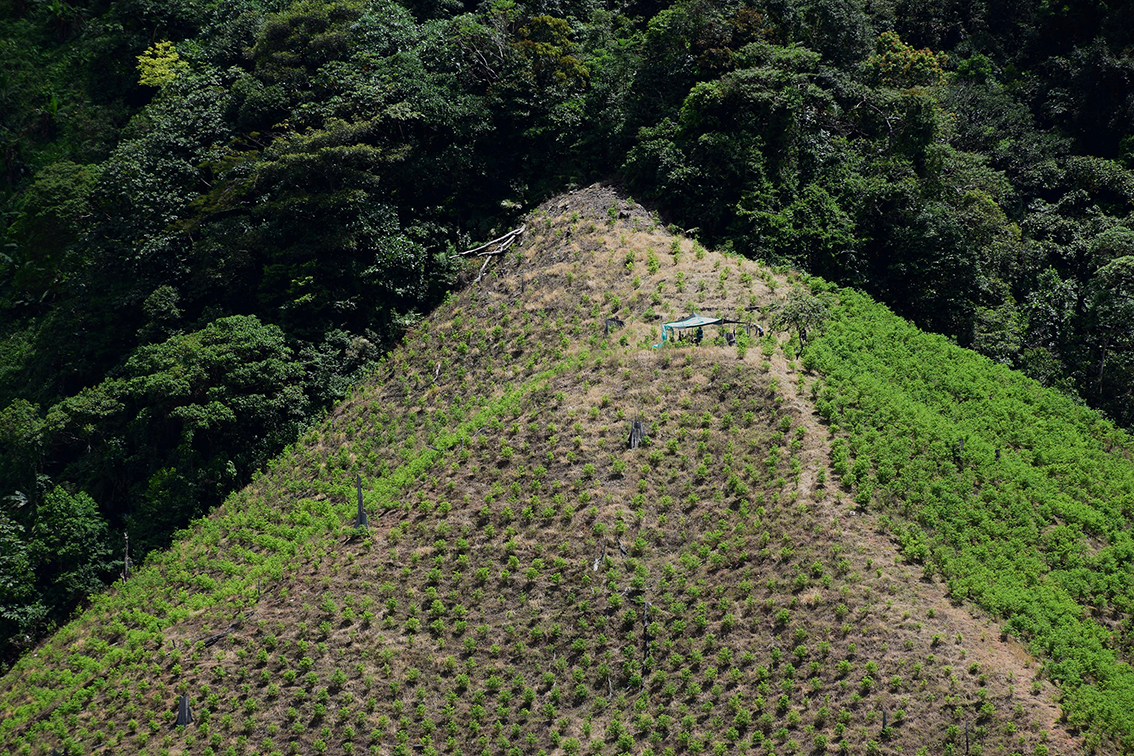 Deforestación para sembrar cultivos de uso ilícito.