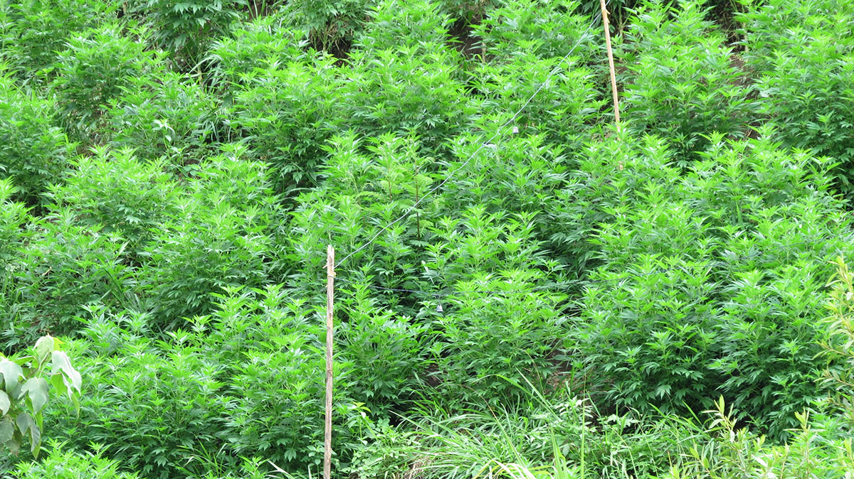 La comunidad dice que en algunos sectores son obligadas a sembrar marihuana. Además, las Farc se lucran de las extorsiones producto del tráfico ilegal de esta planta. 