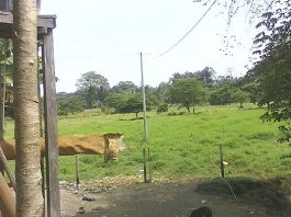 chingale-1.jpg