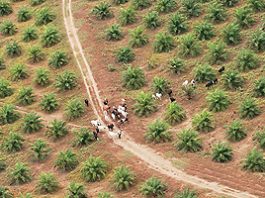 cultivopalma300.jpg