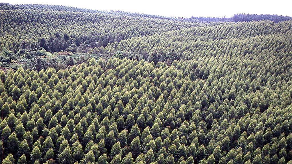 Cultivos de pino, Cartón Colombia