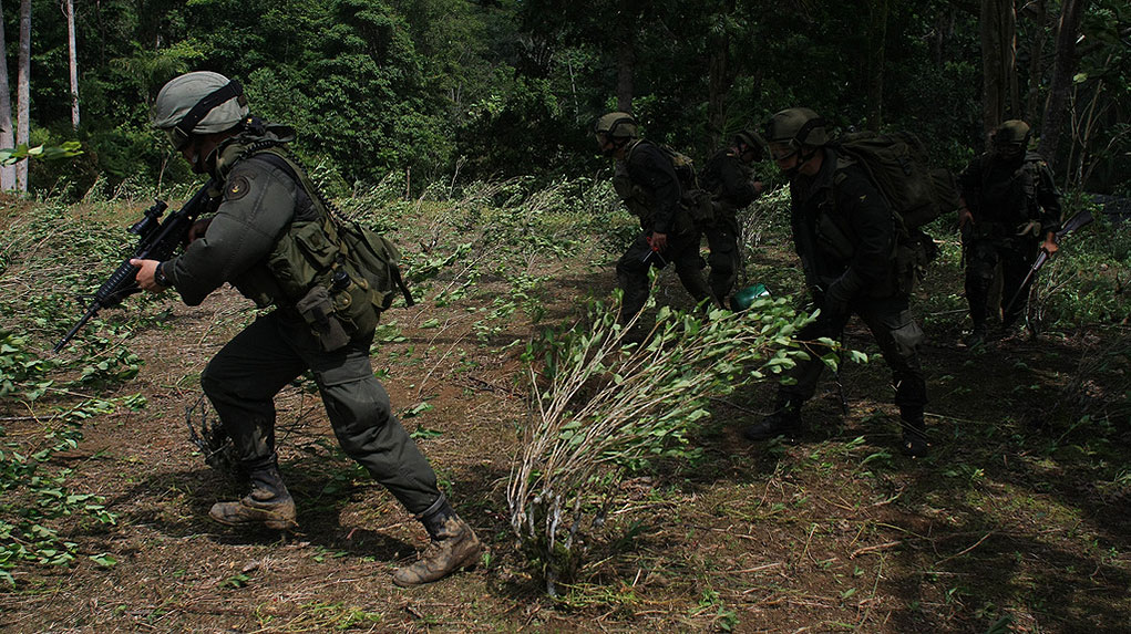 Tumaco es el municipio con mayor número de hectáreas de hoja de coca sembradas en Colombia, de acuerdo con Unodc. Foto: Policía Nacional.