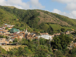 Sustituciòn de cultivos de coca en Birceño, Antioquia.