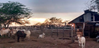 Restitución de tierras en Chibolo, Magdalena