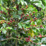 cafe-ortega-2