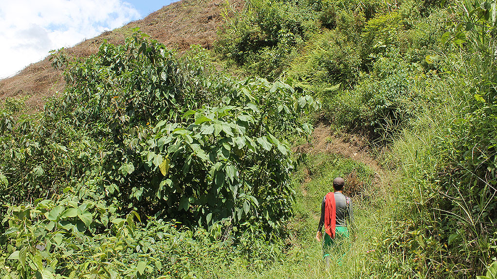 Sustituciòn de cultivos de coca en Birceño, Antioquia.