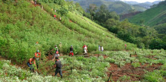 Aumento cultivos de coca en 2018