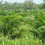 bellacruz-lesa-humanidad-1