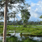 pnis-llanos-1