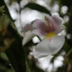 gal-planada-2