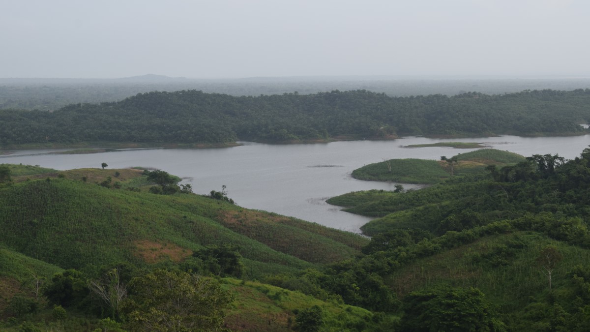 Palma de aceite al pie del embalse de Playón. Los monocultivos se erigen al borde de las represas sin nada que los separe del agua. Foto: Carlos Mayorga Alejo.