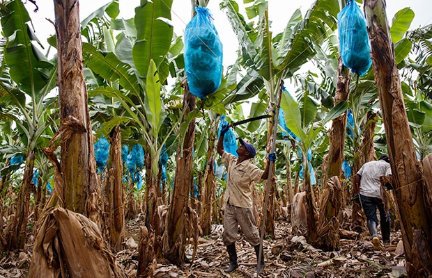 20 anios guerra uraba 2