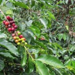 Café de Ortega, el Café de la Reconciliación