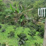 Café de Ortega, el Café de la Reconciliación