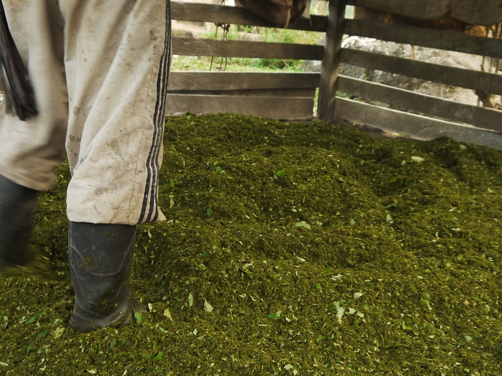 Cultivos de hoja de coca