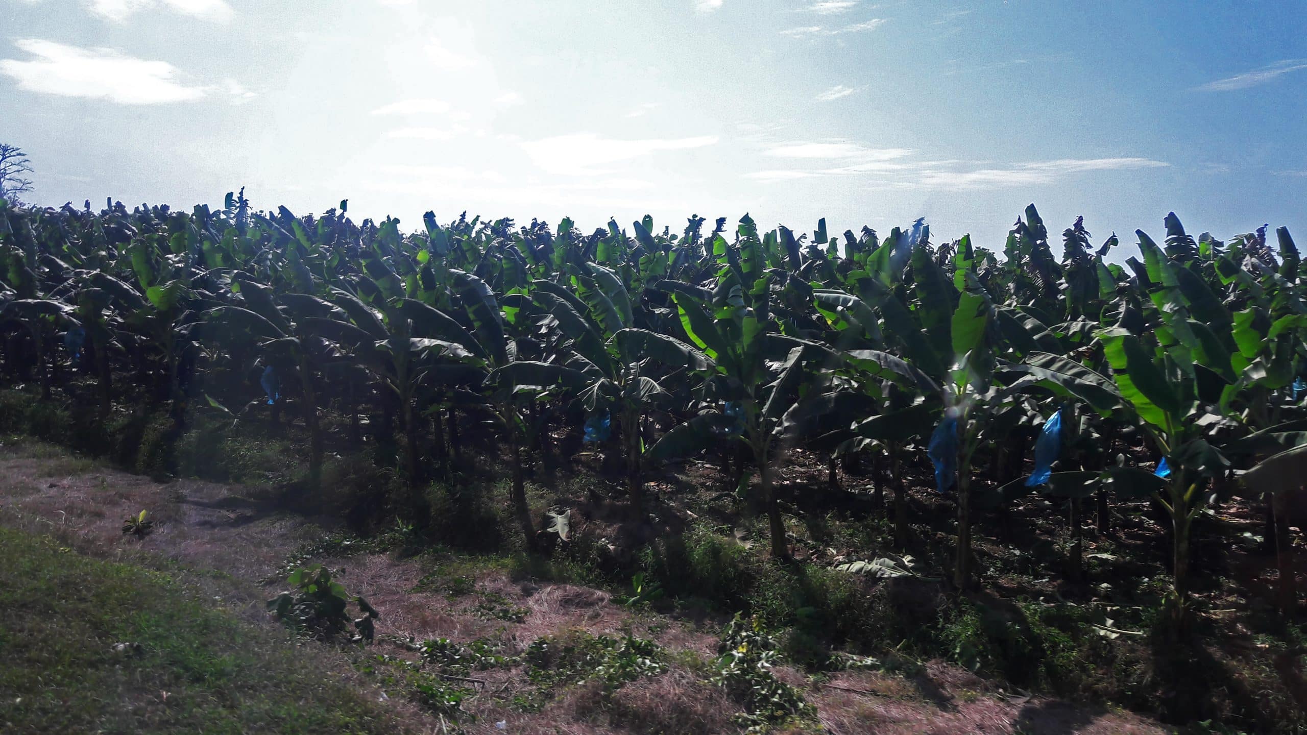 Ordenan investigar penalmente a empresas bananeras del Urabá antioqueño