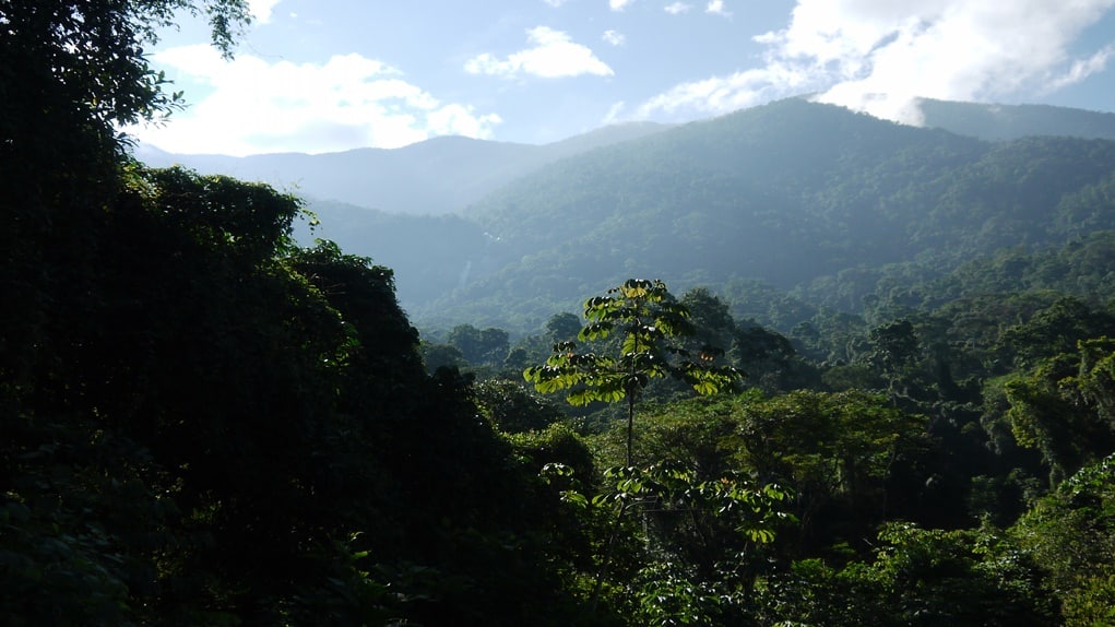 Bonanza Marimbera 1976-1985