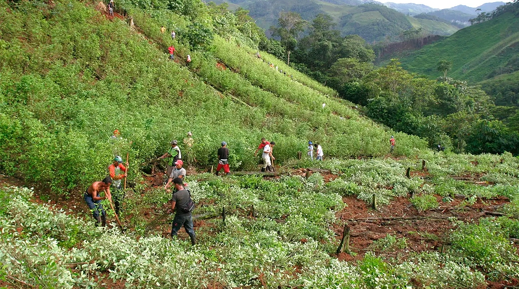 Aumento cultivos de coca en 2018