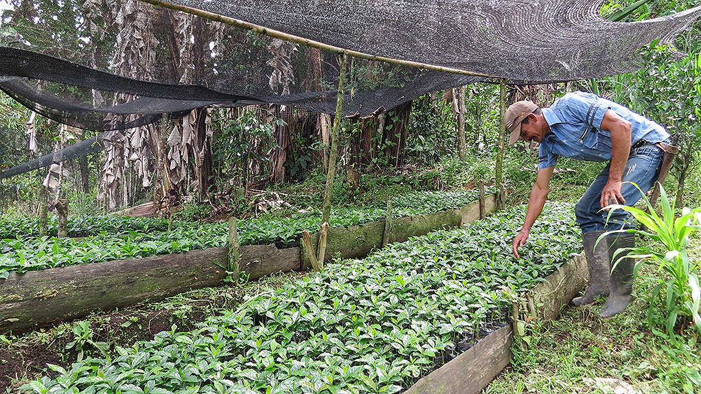 Café de Ortega, el Café de la Reconciliación