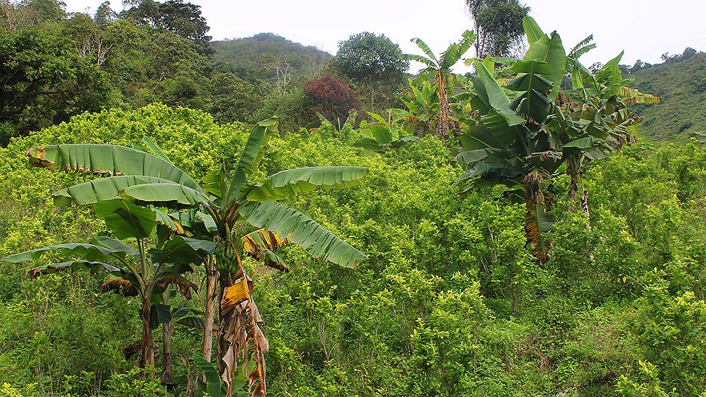 Sustitución de cultivos de coca