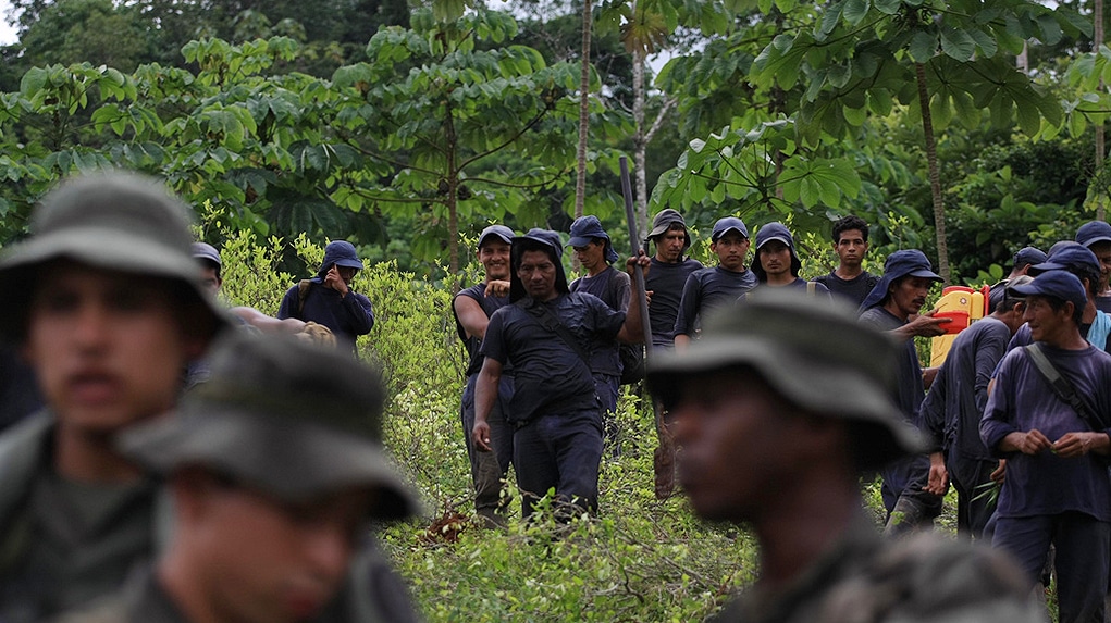 Programa de sustitución voluntaria de hoja de coca, en estado crítico