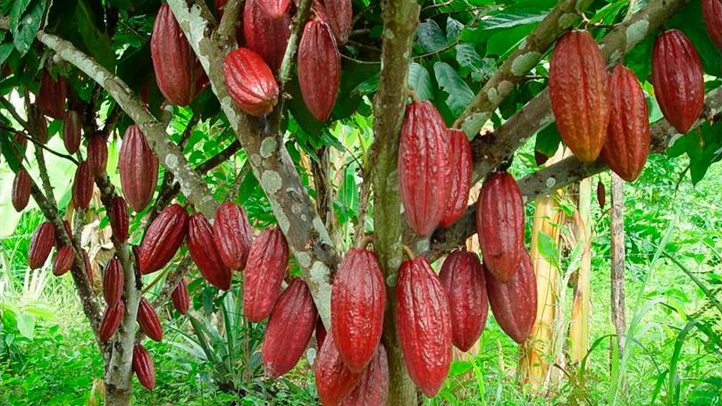 Policarpa: los retos del cacao de la paz