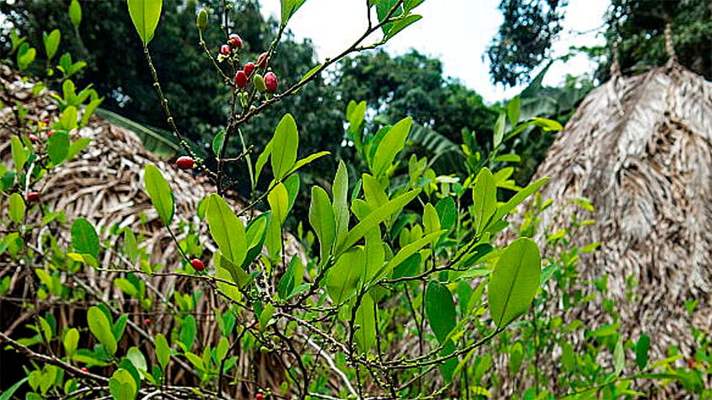Tumaco y el reto de dejar atrás la coca