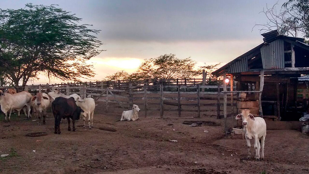 Restitución de tierras en Chibolo, Magdalena