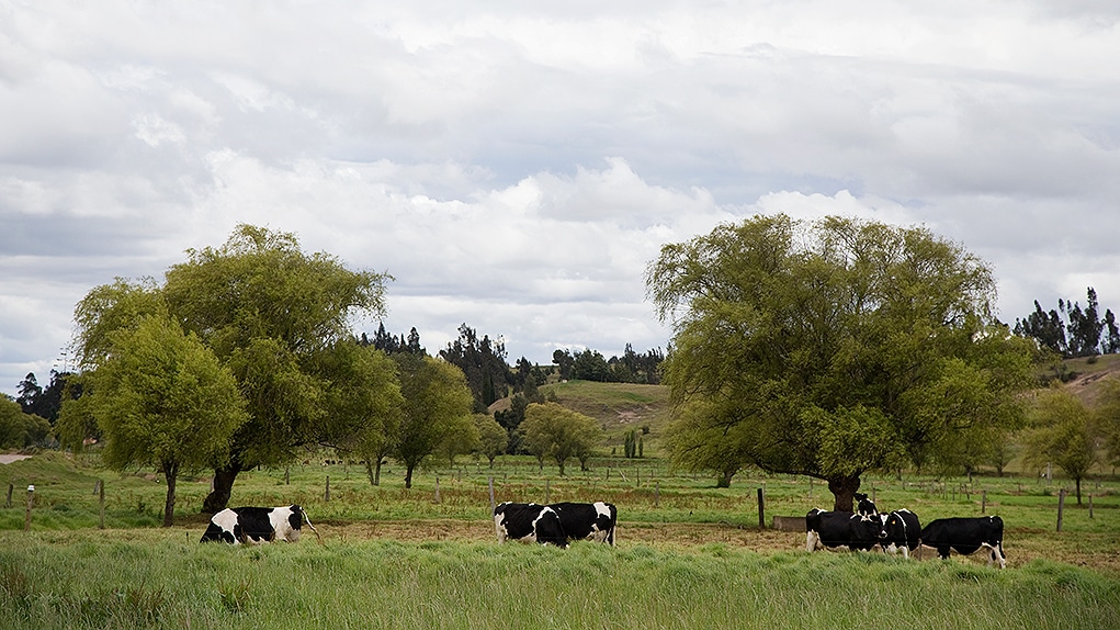 El difícil panorama de restituir en el corazón de las tierras ‘gaitanistas’