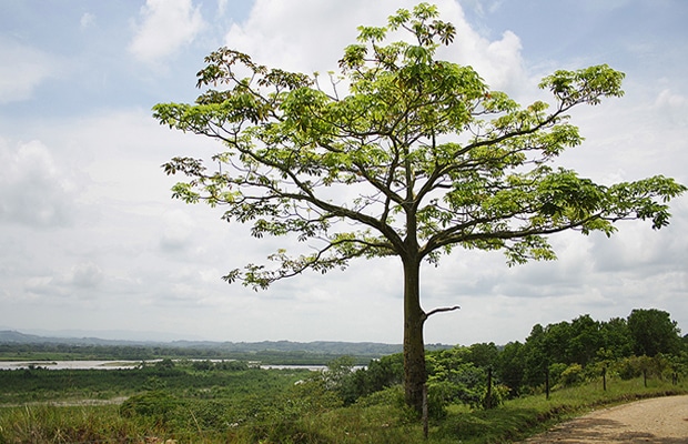 bajocauca-rural-620x400