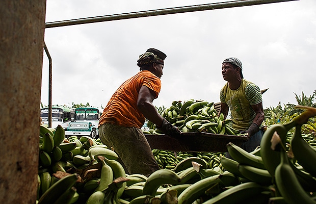 bananeros 2