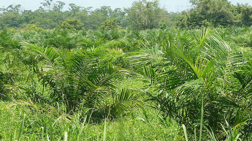Desplazamiento forzado en la Bellacruz es crimen de lesa humanidad