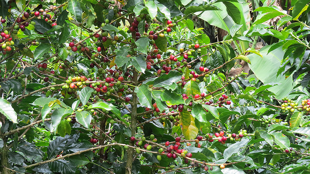 Café de Ortega, el Café de la Reconciliación