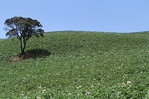 restitucion-cauca-300x200