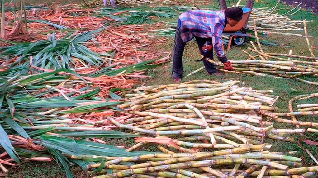 Caña de azucar
