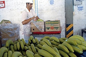 chiquita_300x200.jpg