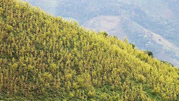 Cultivos de coca en Briceño, Antioquia