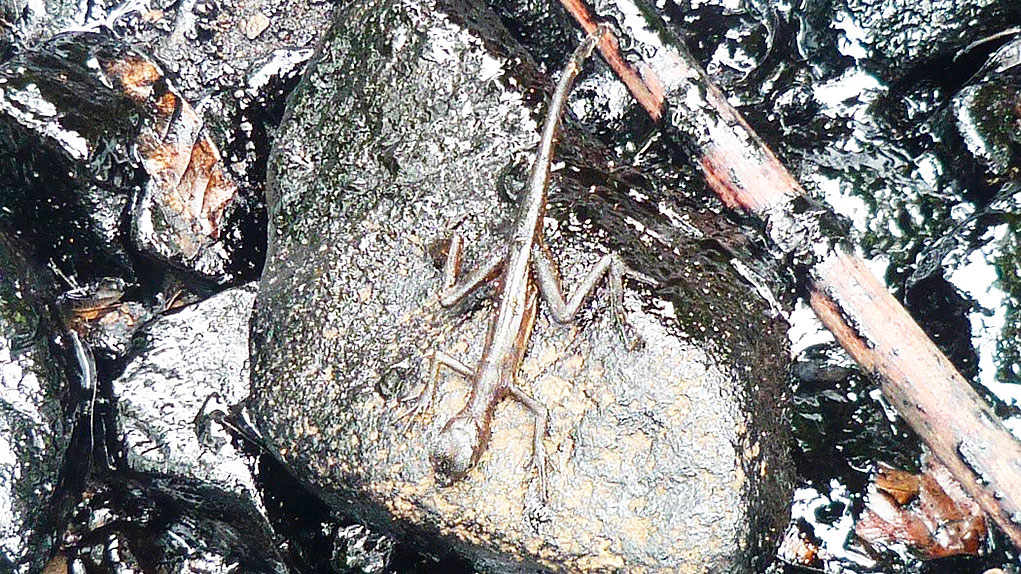 Demanda de indígenas Awá a Ecopetrol