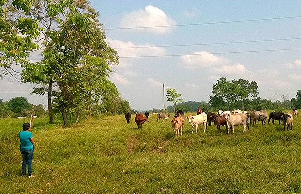 despojo masetos santander 1