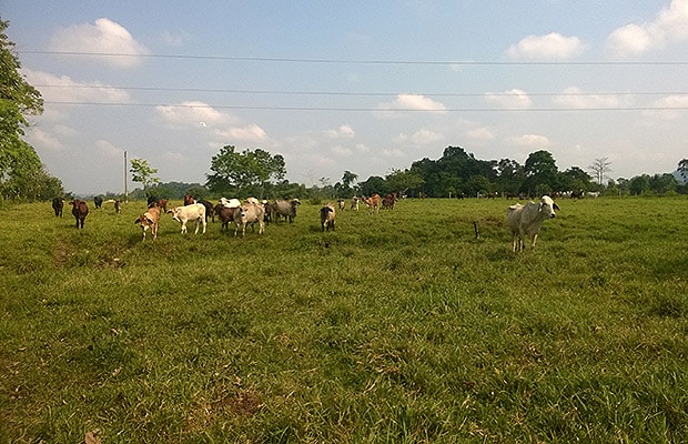 despojo masetos santander 2