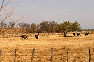 despojo-nsantander-300