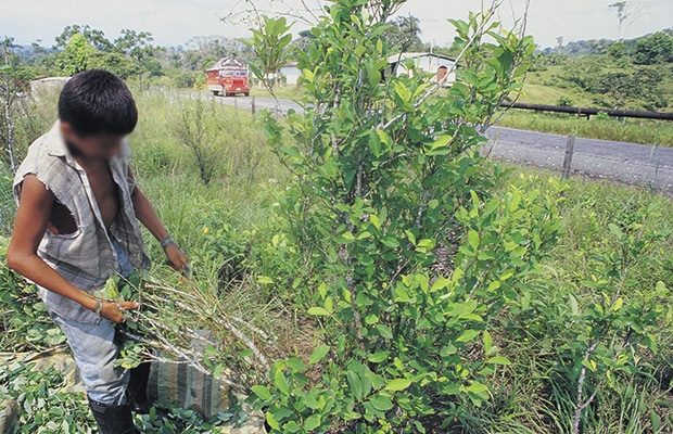 En Putumayo apoyan cese de lluvia de glifosato