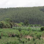 Guardia Campesina y Popular de Antomoreno, Sotará