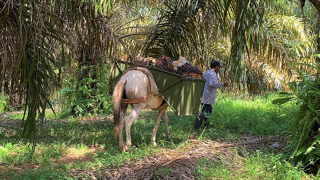 Trabajadores de la palma luchan para que el Estado proteja su derecho al trabajo