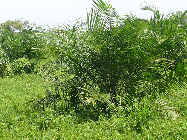 Mapa Bald&iacute;os Bellacruz