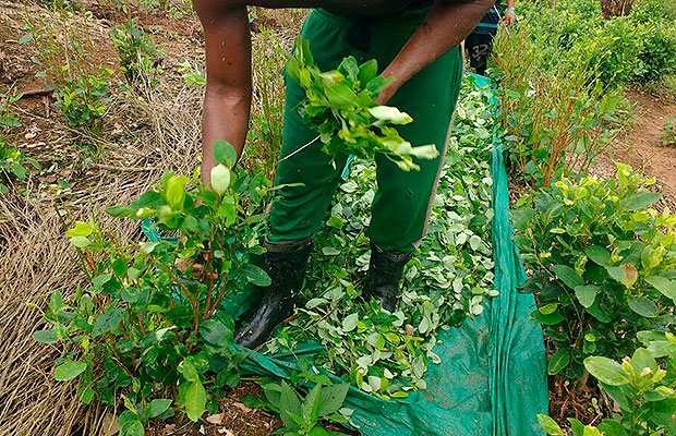 Campesinos cocaleros en Antioquia, intimidados y con poco apoyo gubernamental