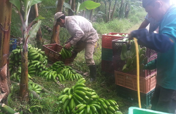 Proyectos productivos